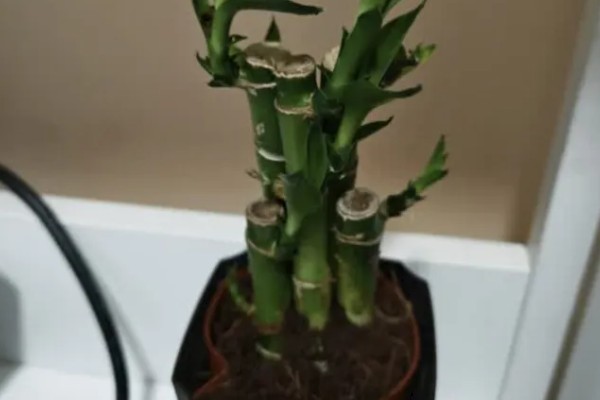 盆栽富贵竹叶子发黄怎么处理,需要保持通风并提供养分