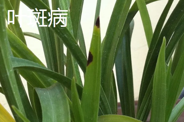 兰花有黑点是哪种病,是黑点病、叶斑病等