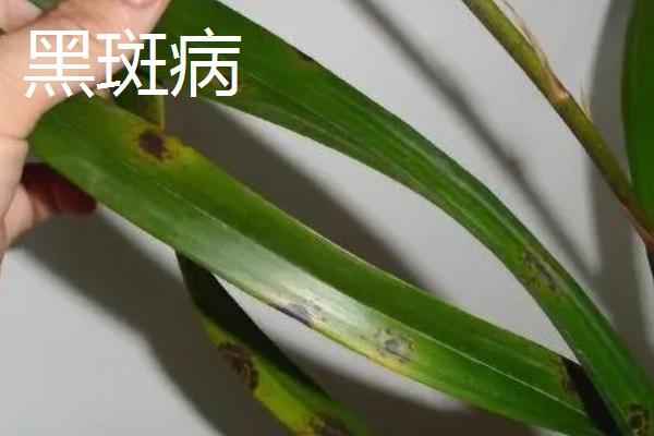 兰花有黑点是哪种病,是黑点病、叶斑病等