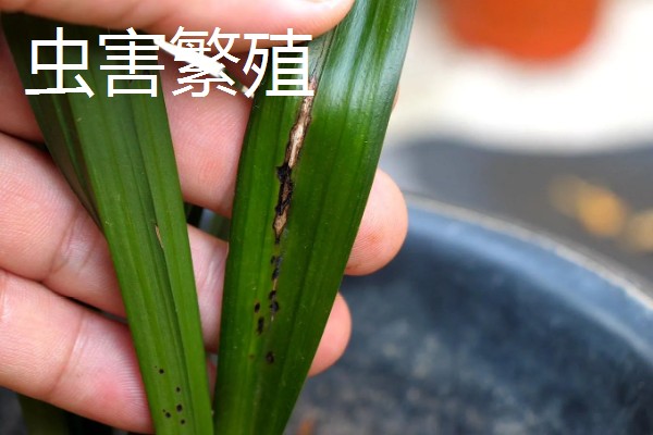 兰花有黑点是哪种病,是黑点病、叶斑病等
