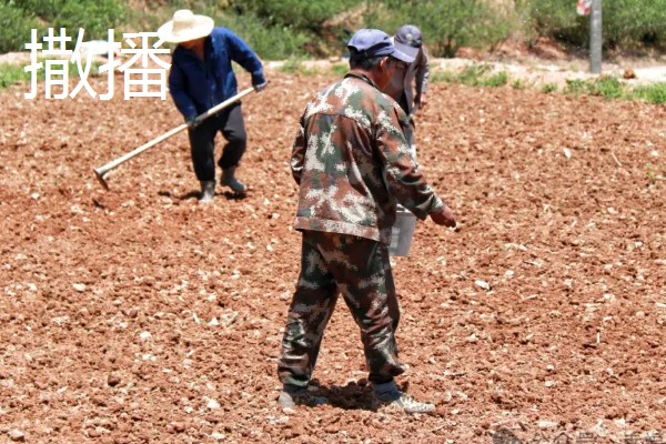 油菜种子是下雨天还是晴天撒，在晴天播种比较好