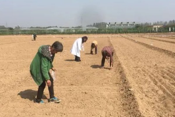 油菜种子是下雨天还是晴天撒，在晴天播种比较好