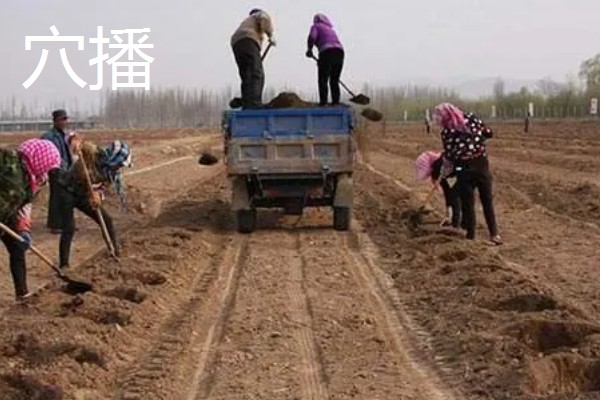 油菜种子是下雨天还是晴天撒，在晴天播种比较好