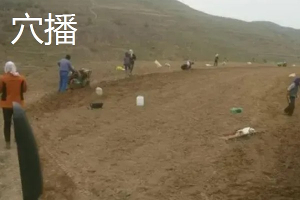 油菜种子是下雨天还是晴天撒，在晴天播种比较好