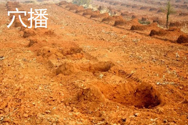 油菜种子是下雨天还是晴天撒，在晴天播种比较好