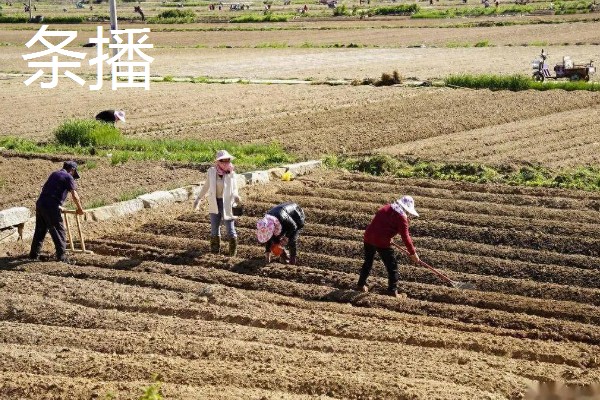 油菜种子是下雨天还是晴天撒，在晴天播种比较好