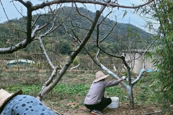 黄桃的病害怎么防治,发生褐腐病可喷施扑海因可湿性粉剂