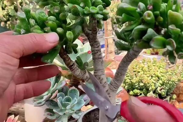 吸财树如何修剪,适合在傍晚气候温和的环境下修剪