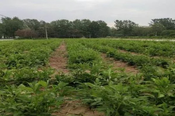 白术的种植效益,在所有中药材中的需求量比较大