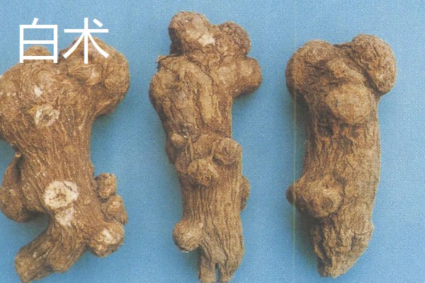 白术的种植效益,在所有中药材中的需求量比较大