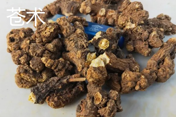 白术的种植效益,在所有中药材中的需求量比较大