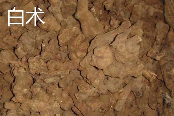 白术的种植效益,在所有中药材中的需求量比较大