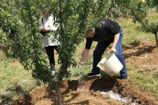 果树的施肥方法,常用以下4种方式
