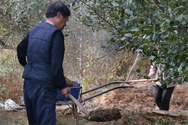 果树的施肥方法,常用以下4种方式