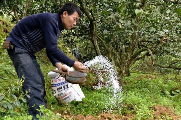 果树的施肥方法,常用以下4种方式
