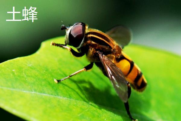 土蜂与意蜂的区别,科属和外观均不同