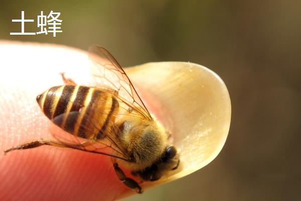 土蜂与意蜂的区别,科属和外观均不同