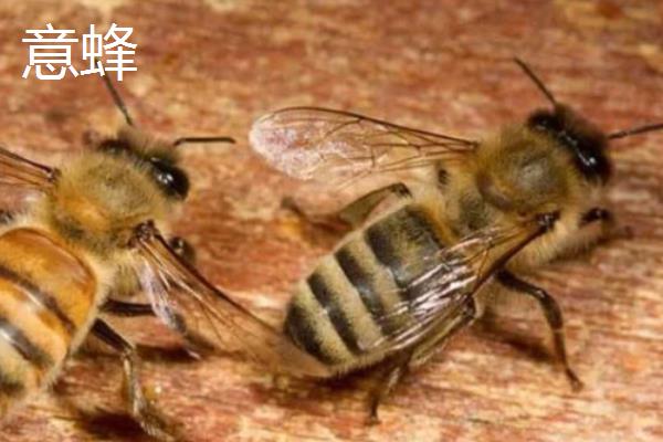 土蜂与意蜂的区别,科属和外观均不同