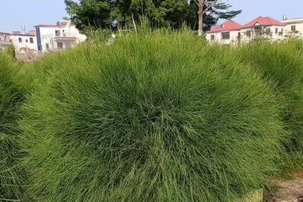 麻黄的外观特征,雄球花呈复穗状