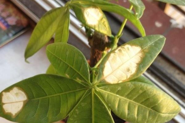 发财树叶片下垂的解决方式，需要对其进行修剪