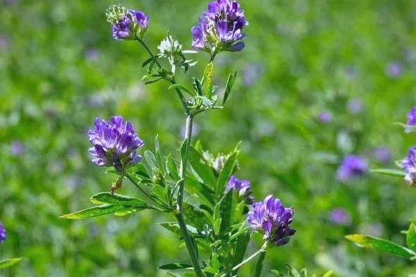 紫花苜蓿的用种量，一亩地需要0.75-1千克