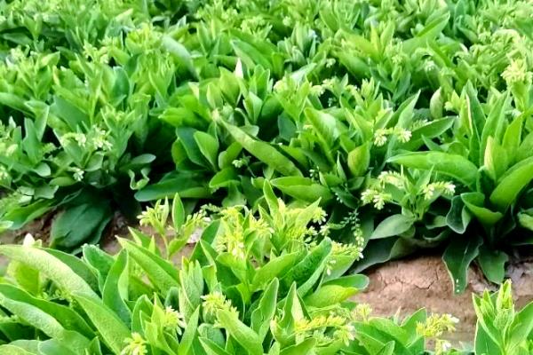 紫花苜蓿的用种量，一亩地需要0.75-1千克