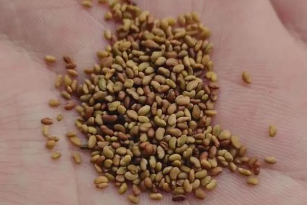 紫花苜蓿的用种量，一亩地需要0.75-1千克