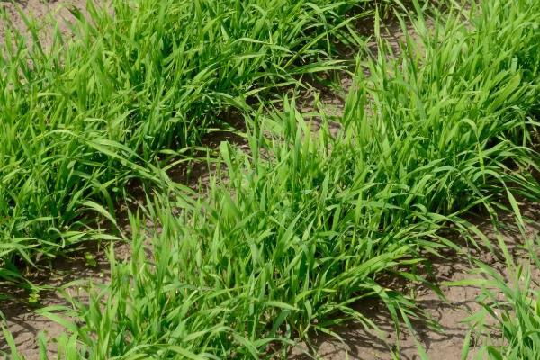 紫花苜蓿的用种量，一亩地需要0.75-1千克