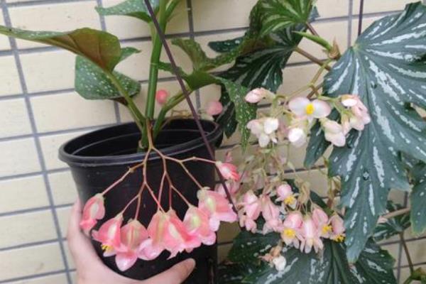 让银星秋海棠开花的方法,开花前要喷施磷酸二氢钾