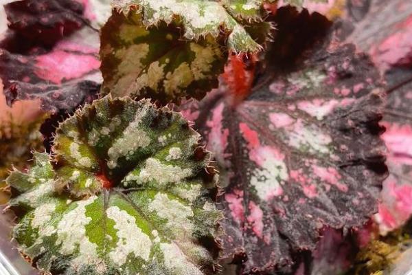 让银星秋海棠开花的方法,开花前要喷施磷酸二氢钾