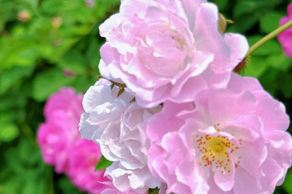 蔷薇花施哪种肥料,春季萌芽期追施氮肥
