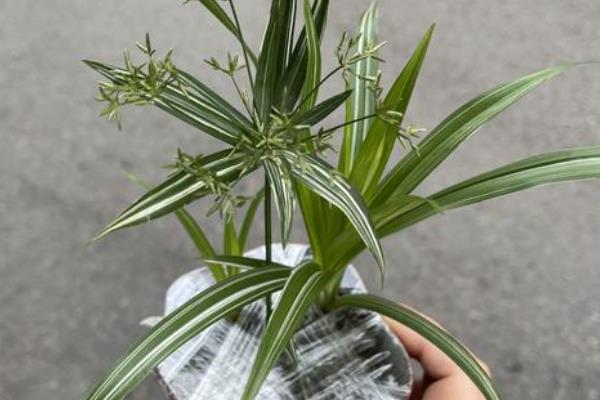旱伞草的繁殖方法，可在春秋季节播种