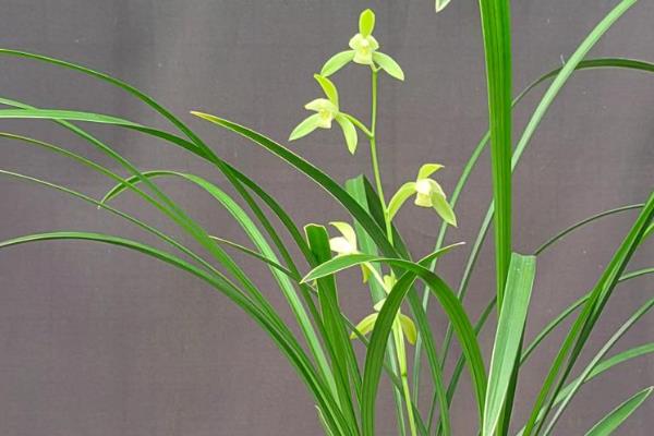 哪些花卉在9月份开放,常见桂花、一串红等品种