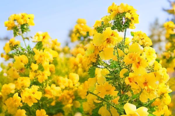 哪些花卉在9月份开放,常见桂花、一串红等品种
