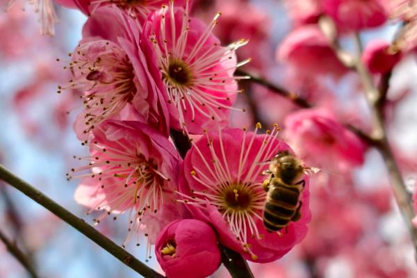 哪些花卉在9月份开放,常见桂花、一串红等品种