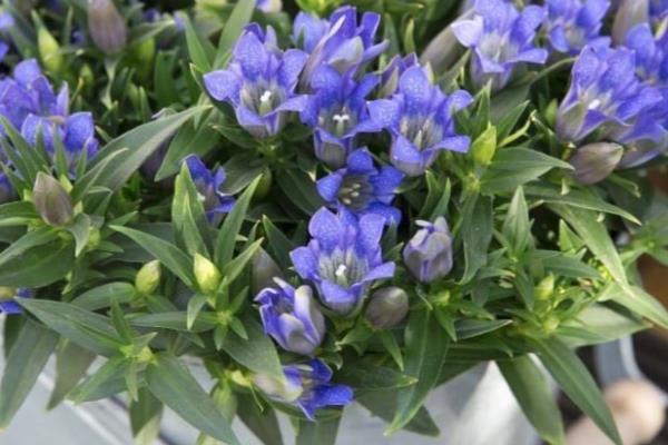 龙胆花如何扦插，适合在花芽分化前进行
