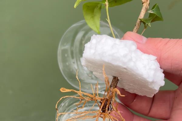 桂花怎么水培生根,水培前用生根粉溶液浸泡1-2小时