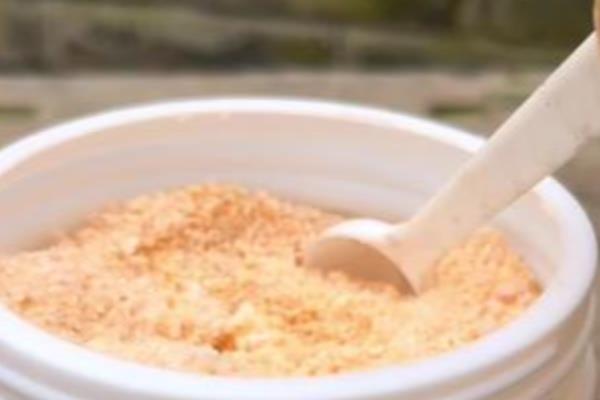 桂花怎么水培生根,水培前用生根粉溶液浸泡1-2小时