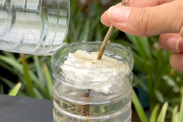 桂花怎么水培生根,水培前用生根粉溶液浸泡1-2小时