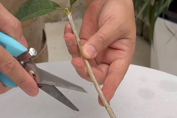 桂花怎么水培生根,水培前用生根粉溶液浸泡1-2小时