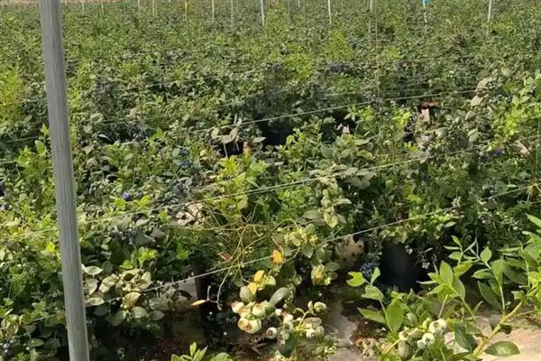 蓝莓树适合哪些地方栽,种植地要有充足的光照