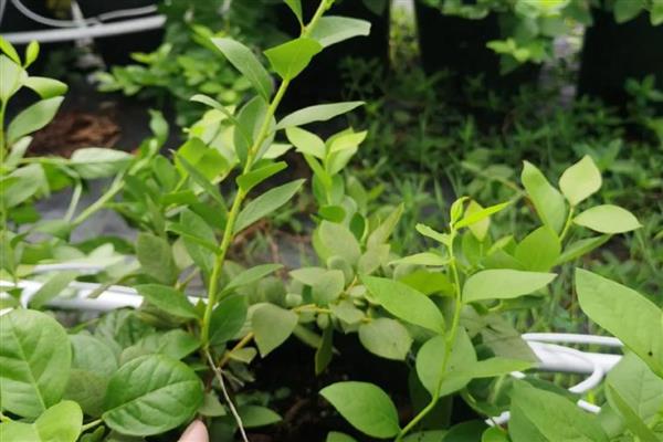蓝莓树适合哪些地方栽,种植地要有充足的光照