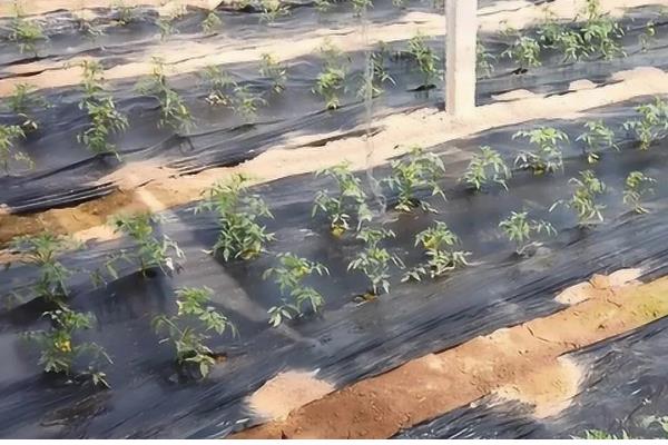 番茄如何管理,白天要将温度控制在20-30摄氏度