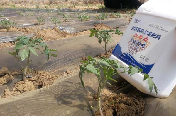 番茄如何管理,白天要将温度控制在20-30摄氏度