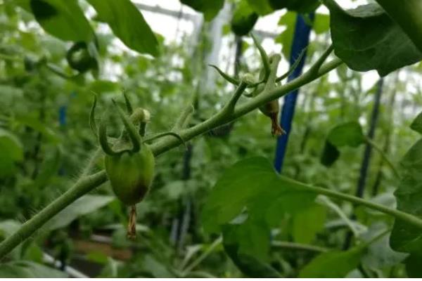 番茄如何管理,白天要将温度控制在20-30摄氏度