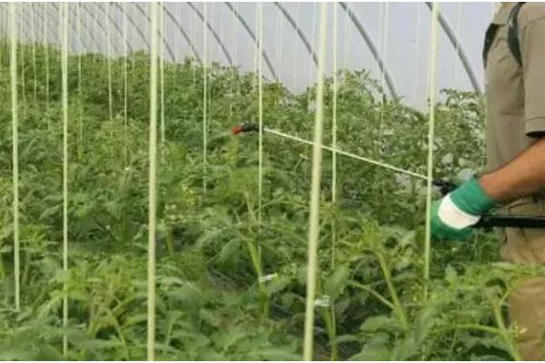 番茄如何管理,白天要将温度控制在20-30摄氏度