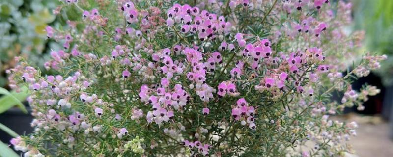 欧石楠的花语，寓意孤独、幸福的爱情等
