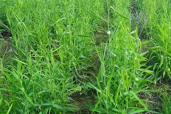 柴胡的种植亩产量,种植一年亩产100公斤干品