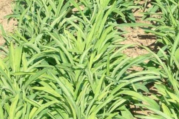 柴胡的种植亩产量,种植一年亩产100公斤干品