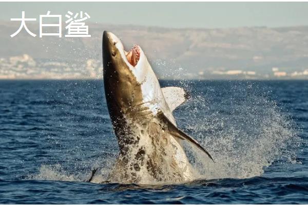 鲨鱼和鲸鱼有什么区别,所属科目、身体构造、呼吸方式等方面都不同